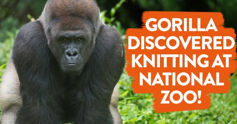 Gorilla Discovered Knitting at National Zoo Top Crochet Pattern Blog