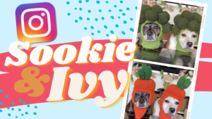 Sookie and Ivy: The TikTok Dogs Who Model Crochet Hats