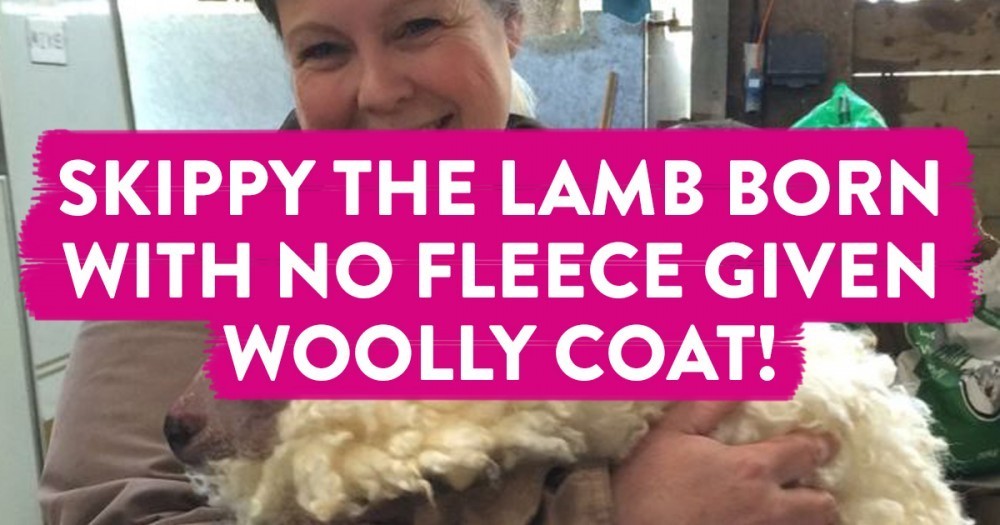 Lamb born with no wool given fluffy fleece - BBC News